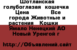 Шотланская голубоглазая  кошечка › Цена ­ 5 000 - Все города Животные и растения » Кошки   . Ямало-Ненецкий АО,Новый Уренгой г.